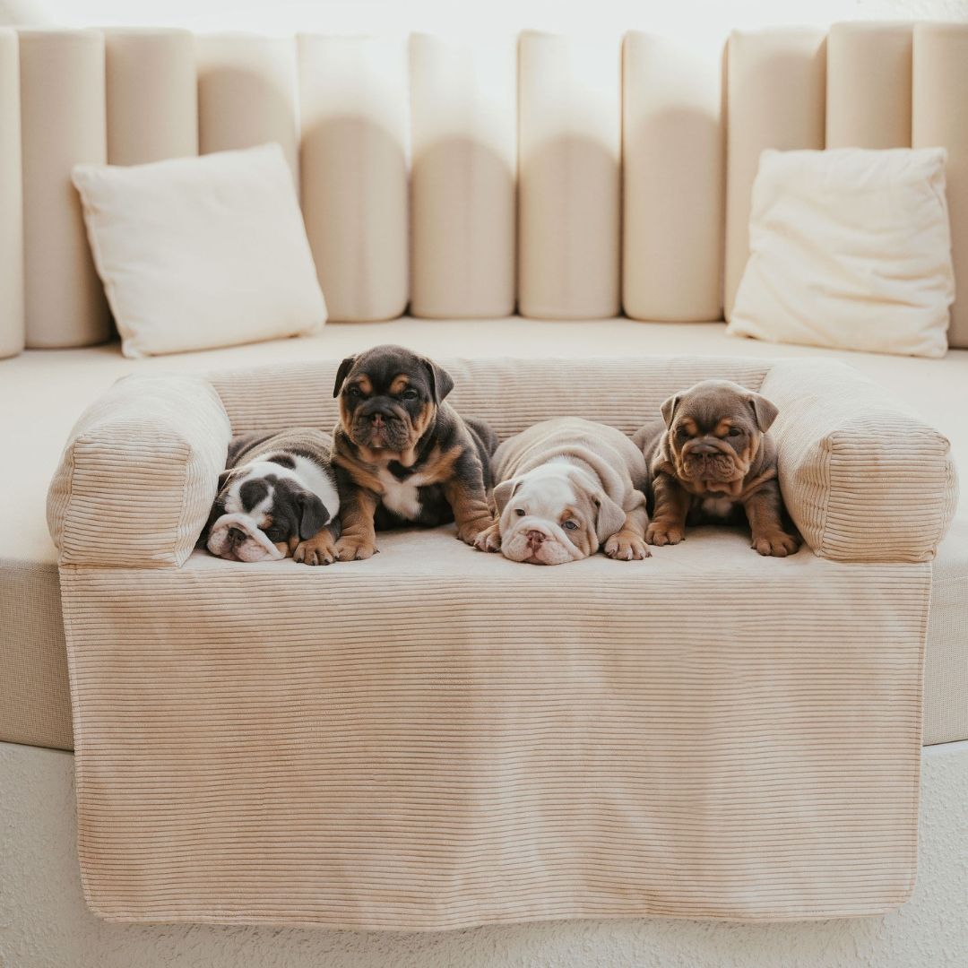 PawCloud Deluxe Dog Couch Bed – Ultra-Comfy & Stylish Sofa for Dogs