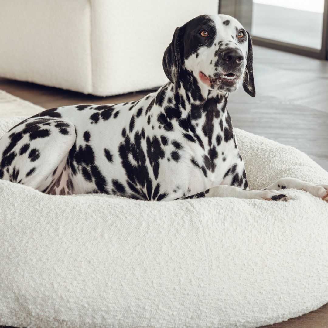 CozyPaws™ Luxe Bouclé Dog Bed – Ultra-Soft, Stylish & Calming