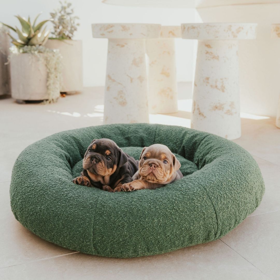 CozyPaws™ Luxe Bouclé Dog Bed – Ultra-Soft, Stylish & Calming