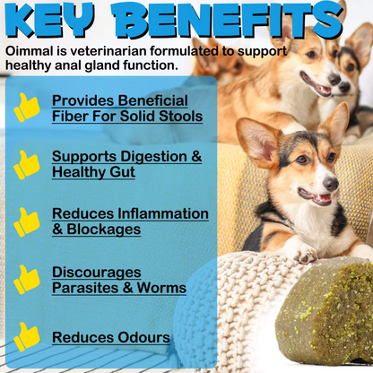 HappyTails™ Digestive Support Chews – Natural Relief for Anal Gland & Gut Health